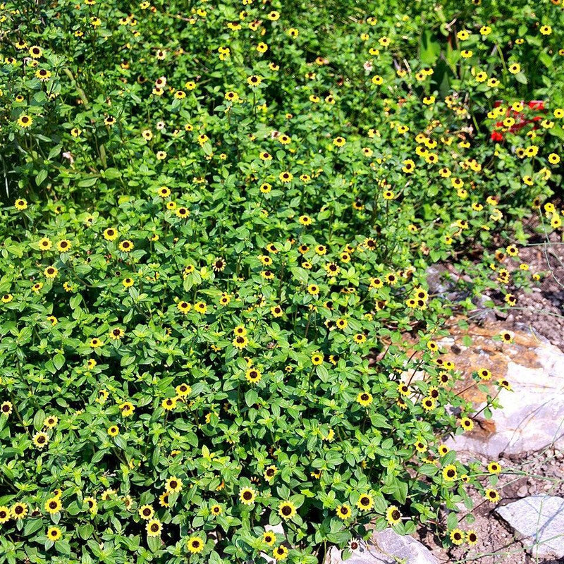 Sanvitalia procumbens ~ Trailing Sanvitalia