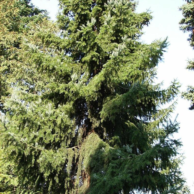 Picea omorika ~ Serbian Spruce