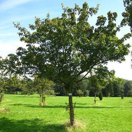 Acer ginnala ~ Amur Maple