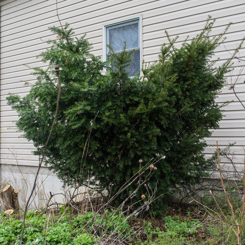 Taxus x media 'Brownii' ~ Brownii Yew