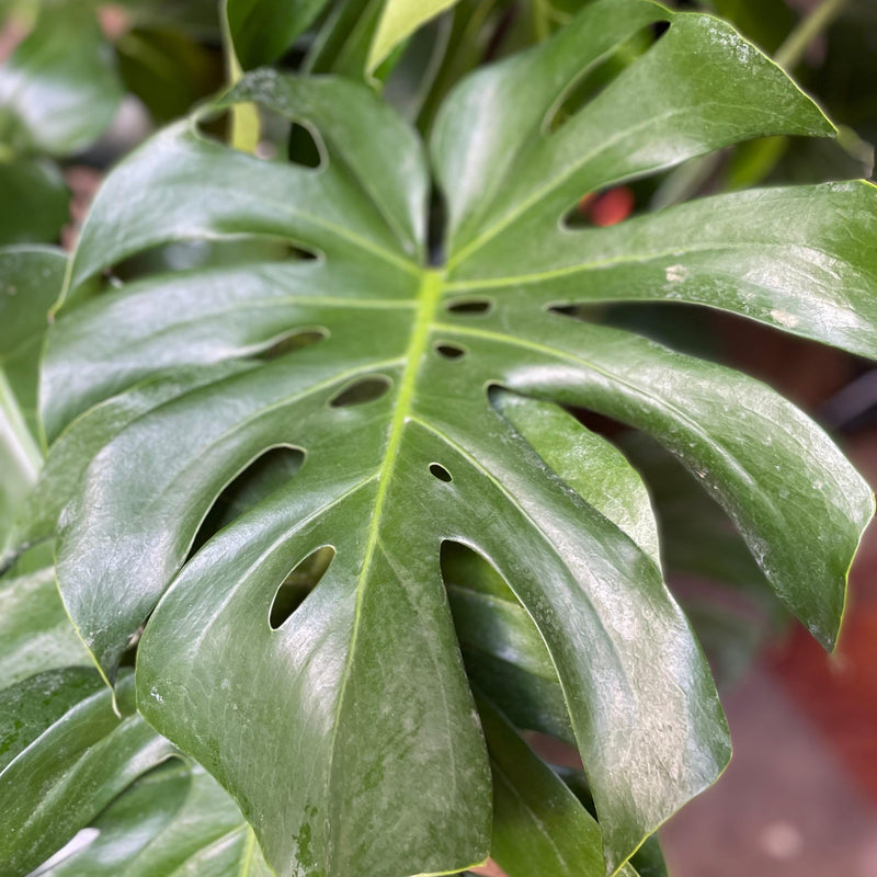 'Monstera deliciosa' ~ Monstera Deliciosa Philodendron