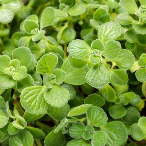 Plectranthus 'Cerveza 'n Lime' ~ PW® Cerveza 'n Lime® Plectranthus