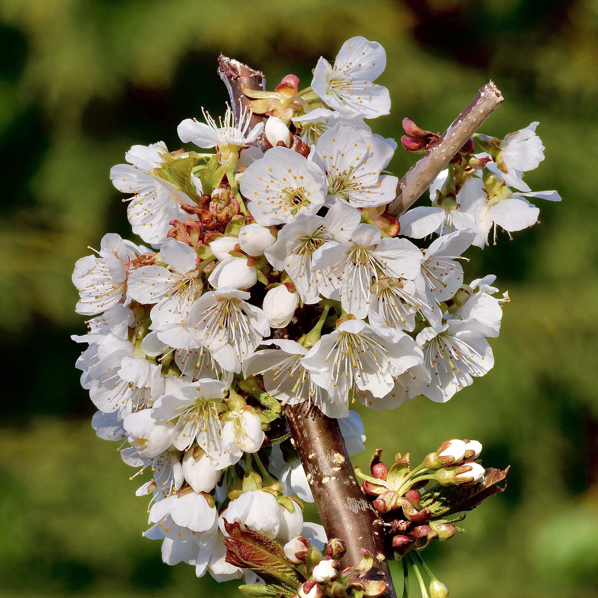 Prunus avium 'Stella' ~ Stella Sweet Cherry