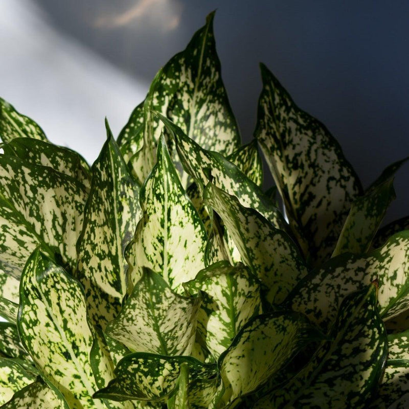Aglaonema 'Spring Snow' ~ Spring Snow Chinese Evergreen