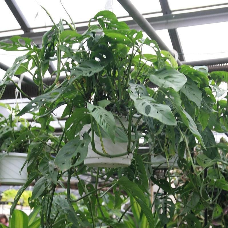 Monstera adansonii ~ Adanson's Swiss-Cheese Plant