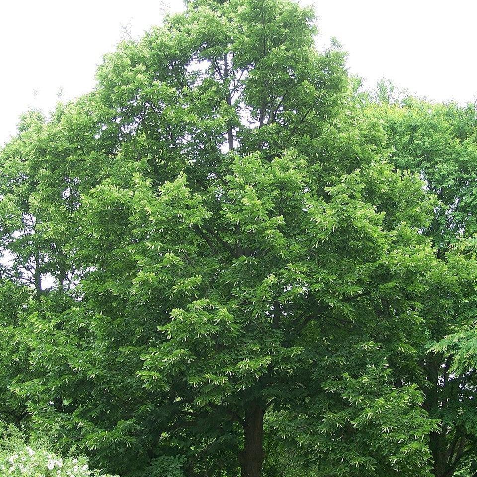 Tilia americana 'Redmond' ~ Redmond Linden