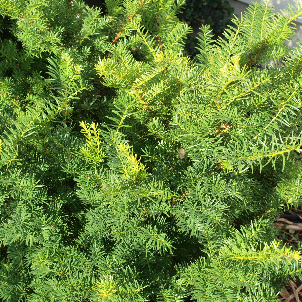 Taxus x media 'Brownii' ~ Brownii Yew