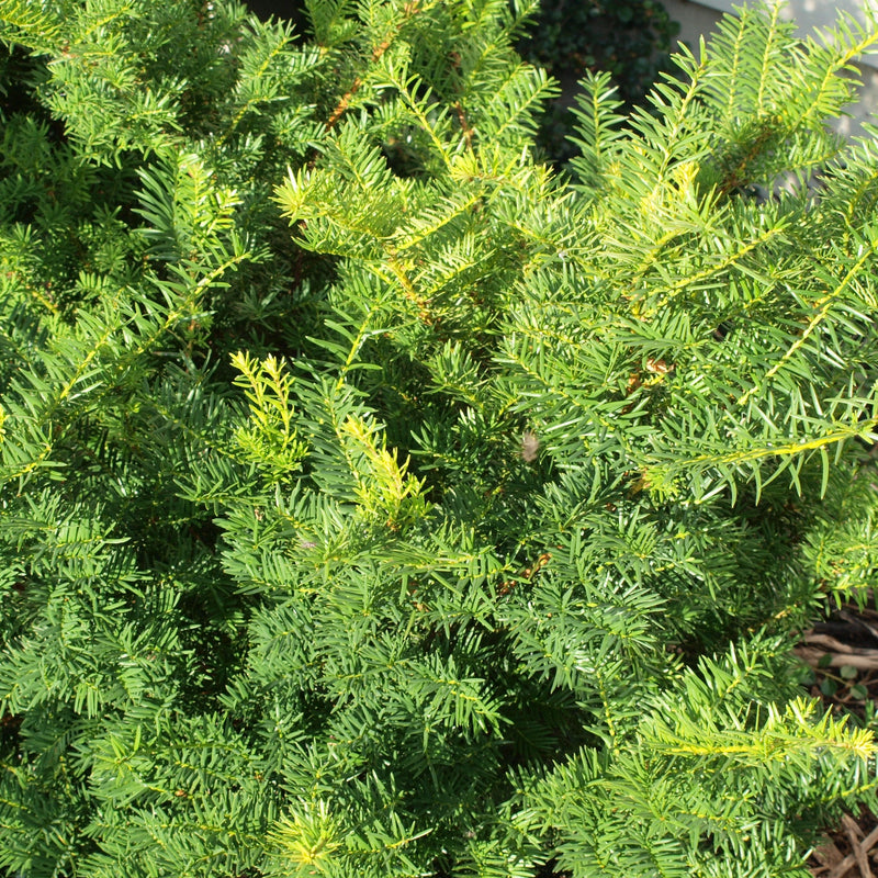 Taxus x media 'Brownii' ~ Brownii Yew