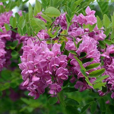 Robinia 'Purple Robe' ~ Purple Robe™ Locust