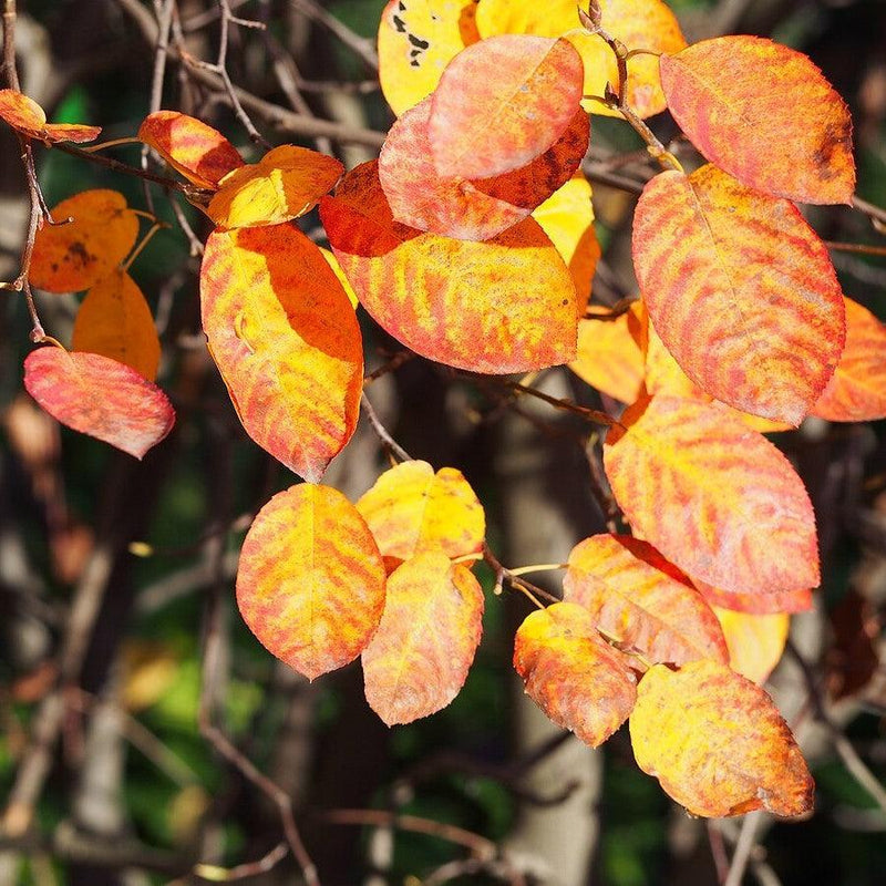 Amelanchier lamarckii ~ Juneberry