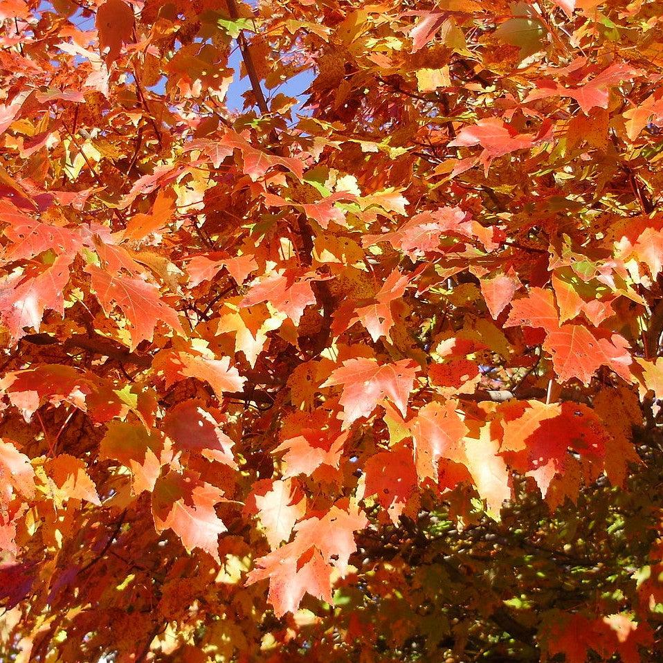 Acer rubrum 'JFS-KW78' ~ Armstrong Gold® Red Maple