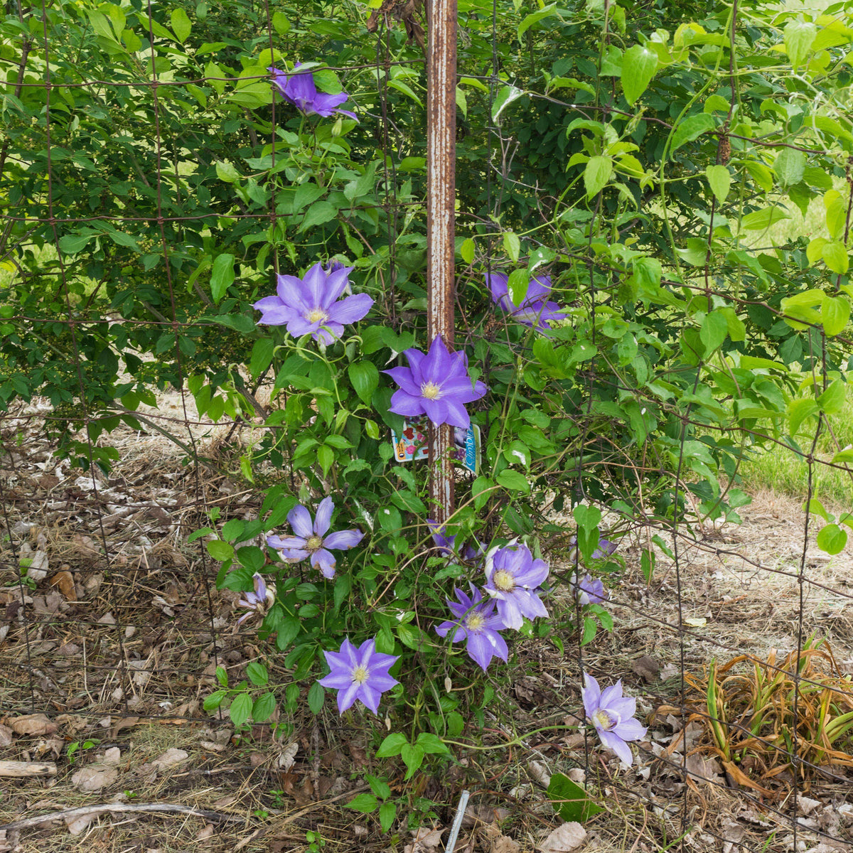 Clematis 'H.F. Young' ~ H.F. Young Clematis