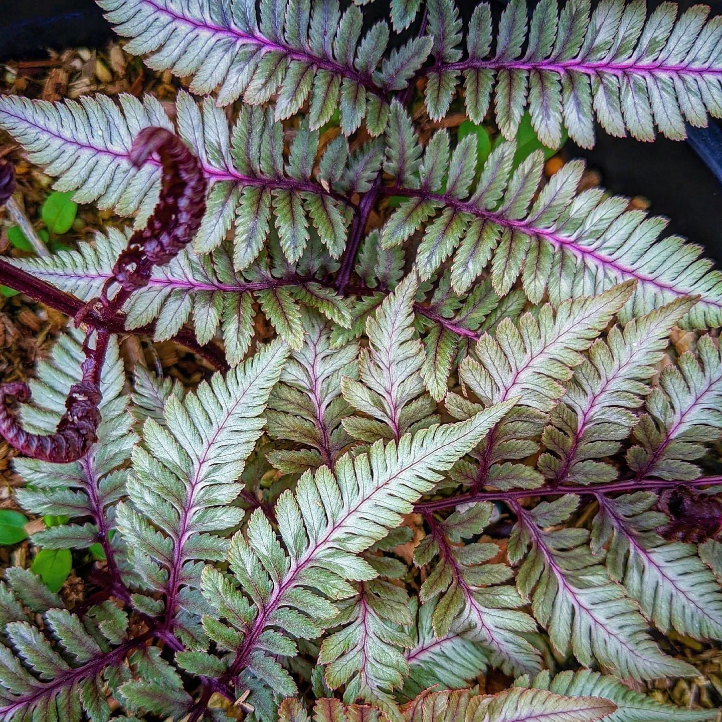 Athyrium niponicum var. pictum 'Godzilla' ~ Godzilla Painted Fern