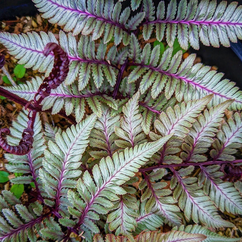 Athyrium niponicum var. pictum 'Godzilla' ~ Godzilla Painted Fern