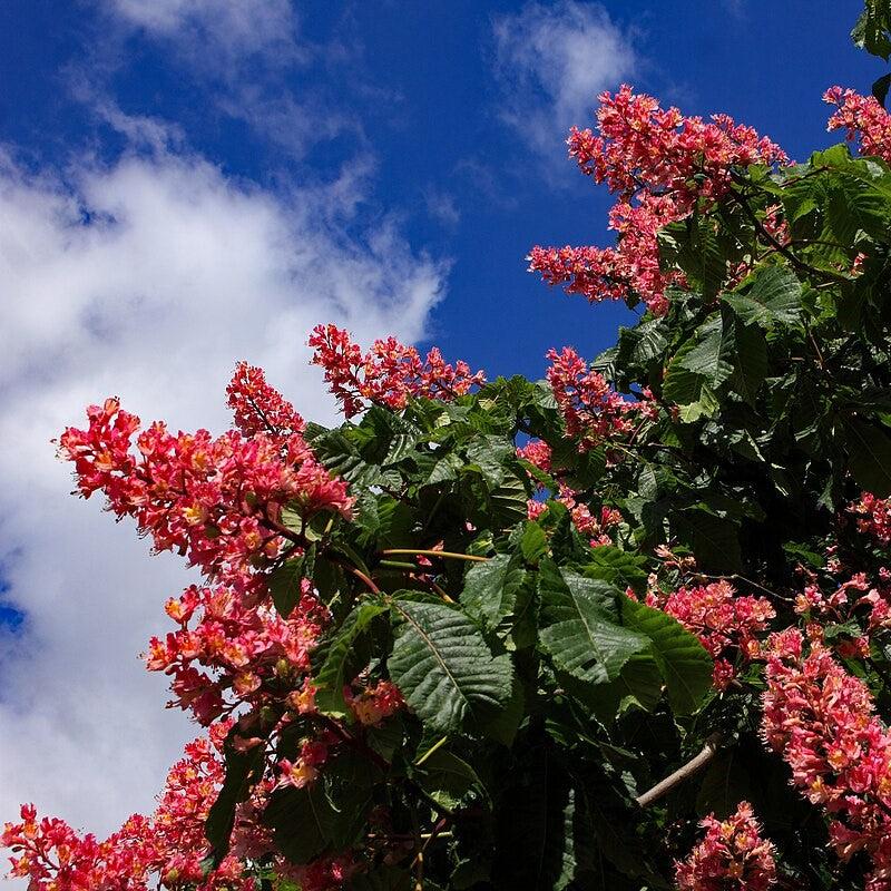Aesculus x carnea 'Briotii' ~ Ruby Red Horsechestnut