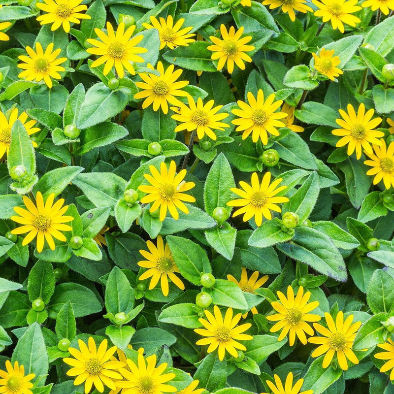Sanvitalia procumbens ~ Trailing Sanvitalia