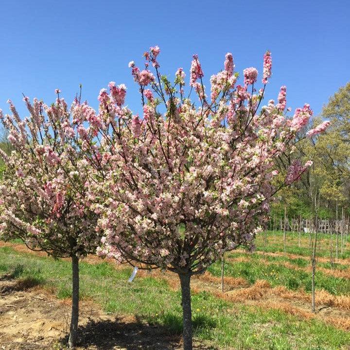 Malus 'Coralcole' ~ Coralburst® Crabapple