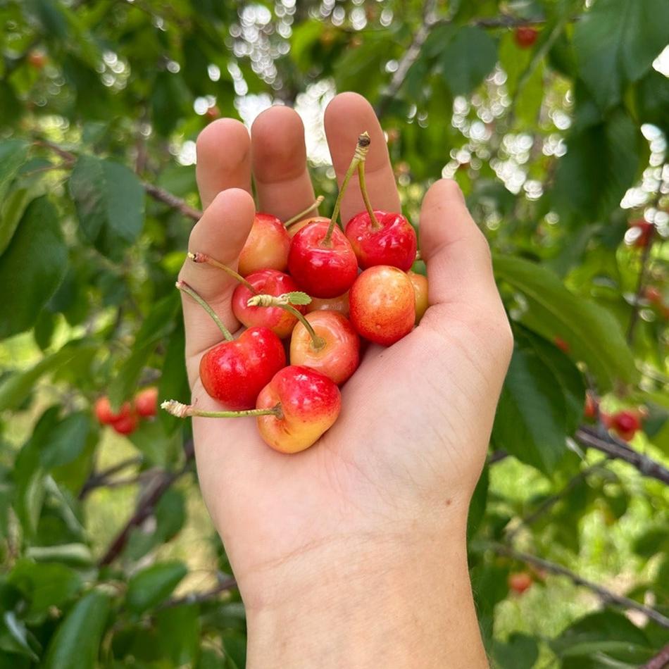 Prunus avium 'Rainier' ~ Rainier Sweet Cherry