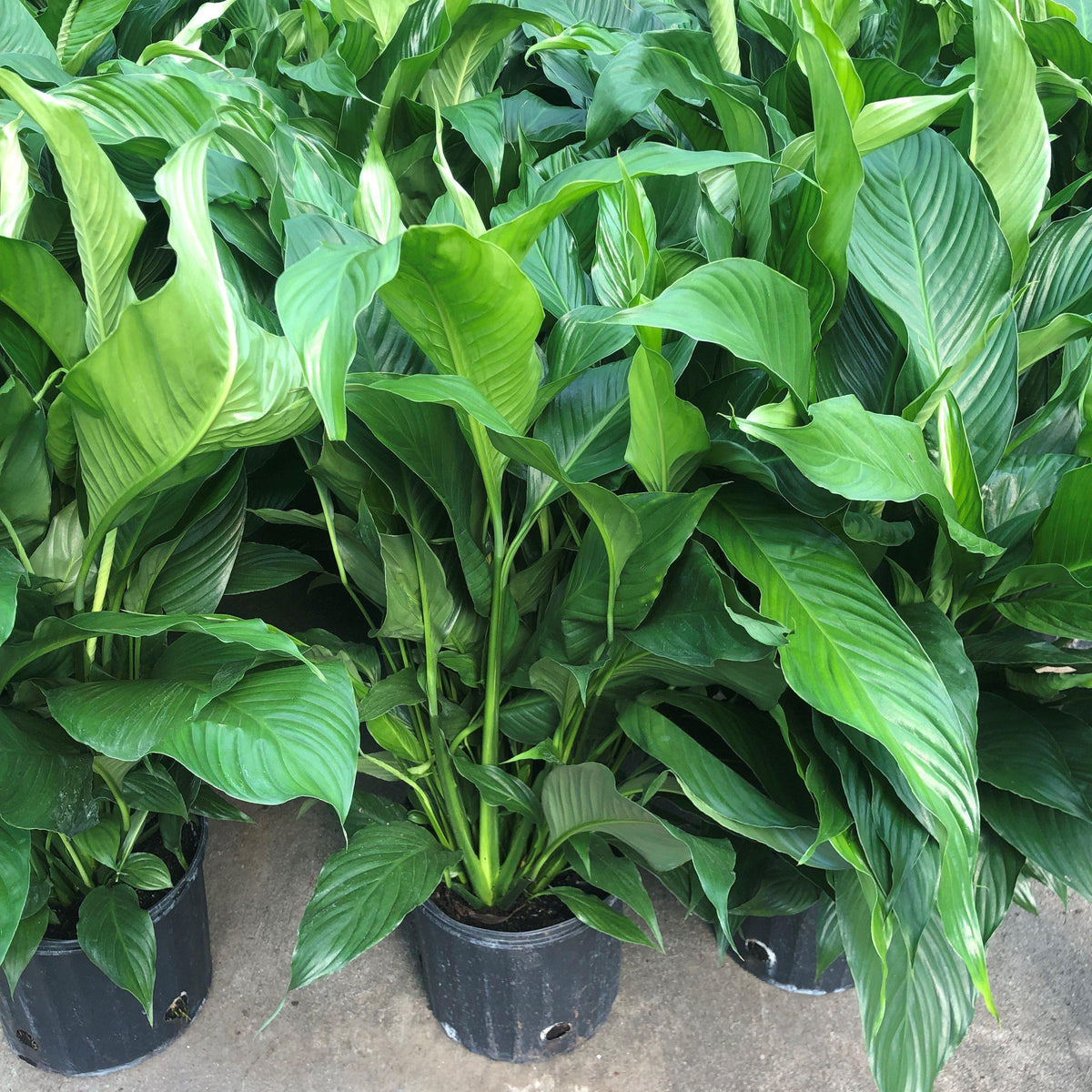 Spathiphyllum ~ Peace Lily
