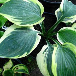 Hosta 'Orion's Belt' ~ Orion's Belt Hosta