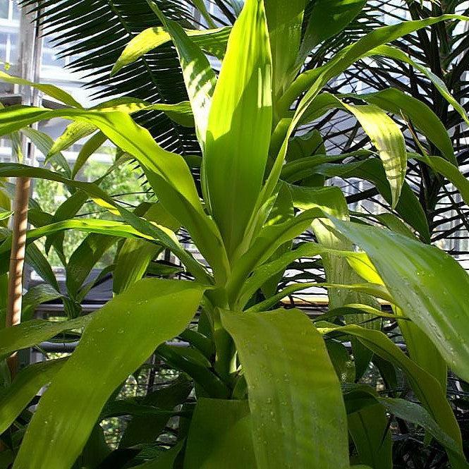 Dracaena fragrans 'Limelight' ~ Limelight Dracaena