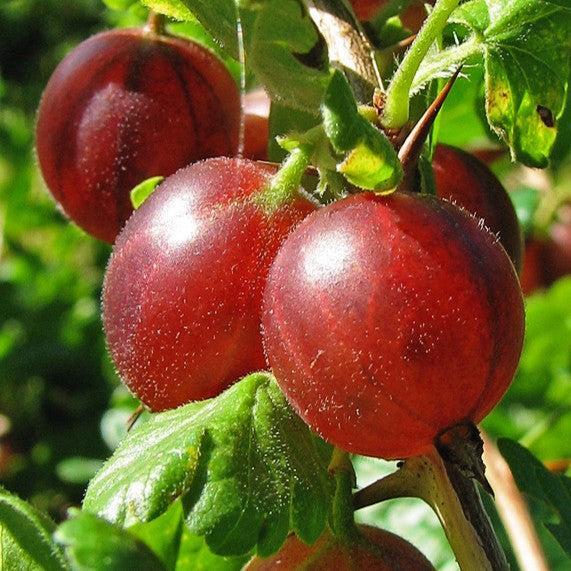 Ribes uva-crispa ~ Gooseberry