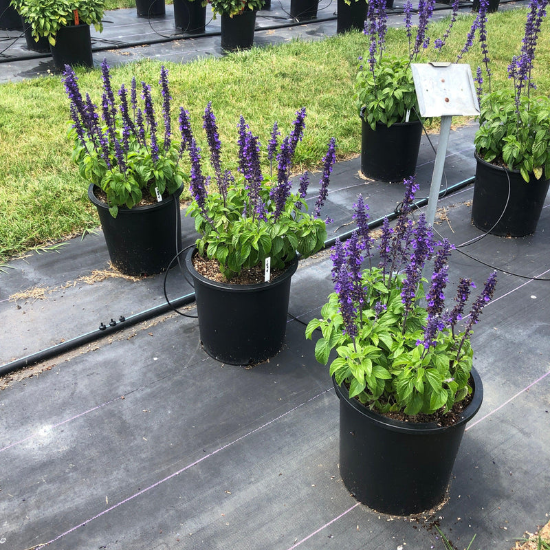 Salvia 'Balsalmysty' PP #29,605 ~ Mysty Salvia