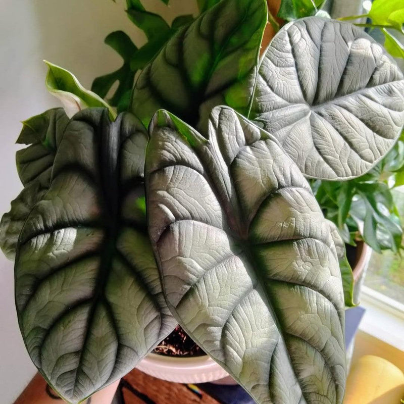 Alocasia 'Silver Dragon' ~ Silver Dragon Alocasia
