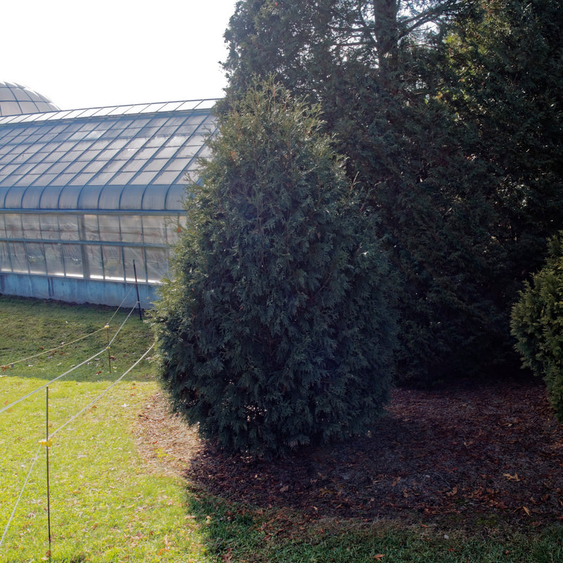 Thuja occidentalis 'Techny' ~ Techny Arborvitae