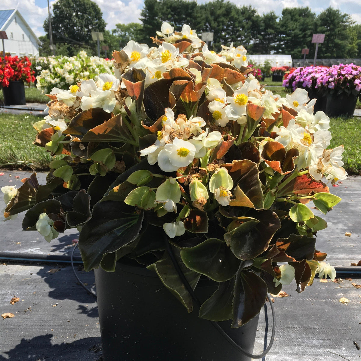 Begonia 'Bowler Bronze Leaf White' ~ Bowler™ Bronze Leaf White Begonia