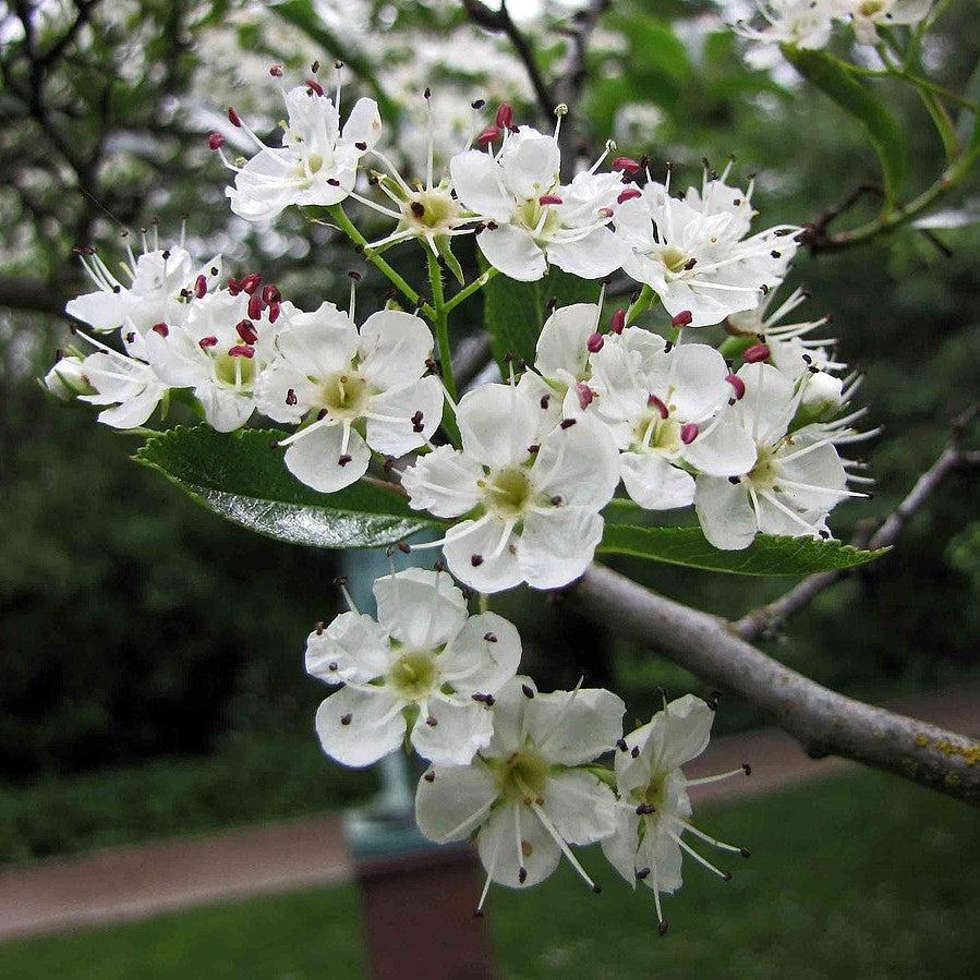 Crataegus crus-galli var. inermis ~ Thornless Cockspur Hawthorn