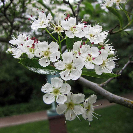 Crataegus crus-galli var. inermis ~ Thornless Cockspur Hawthorn
