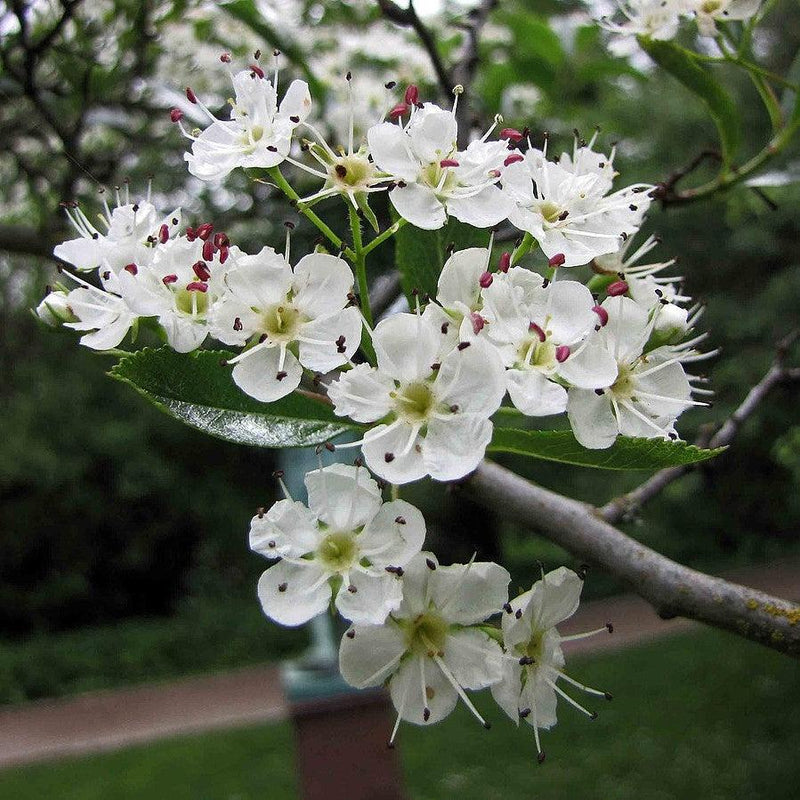 Crataegus crus-galli var. inermis ~ Thornless Cockspur Hawthorn
