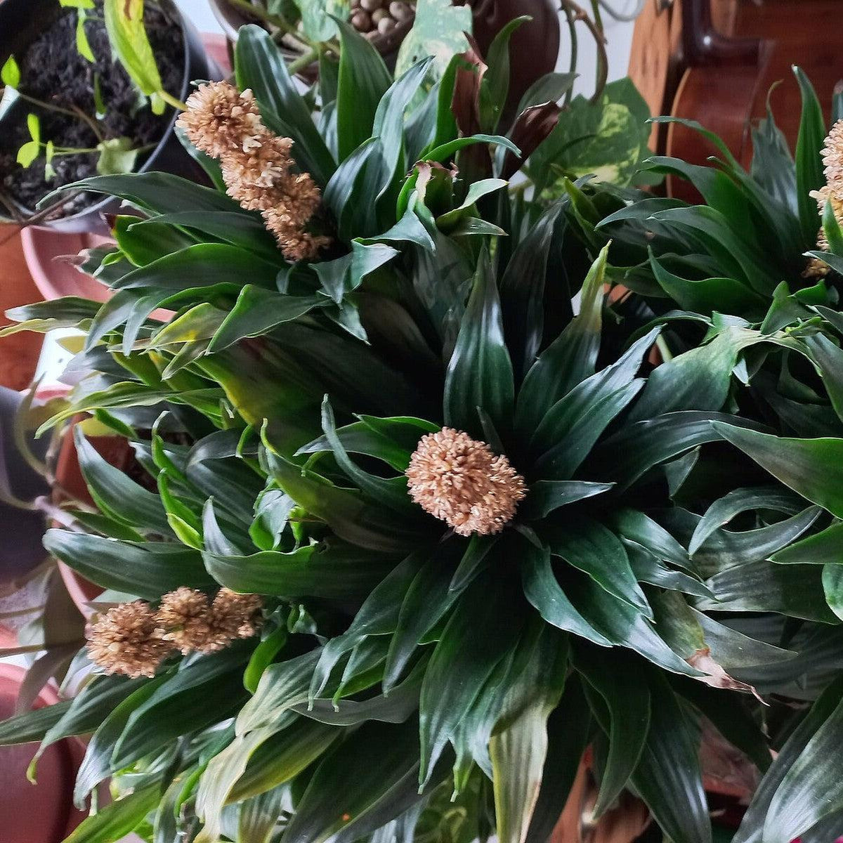 Dracaena fragrans 'Compacta' ~ Compact Dracaena