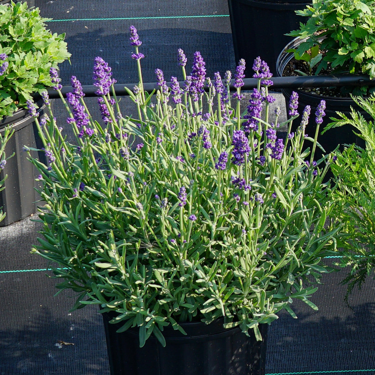 Lavandula angustifolia 'Annet' ~ Annet Lavender