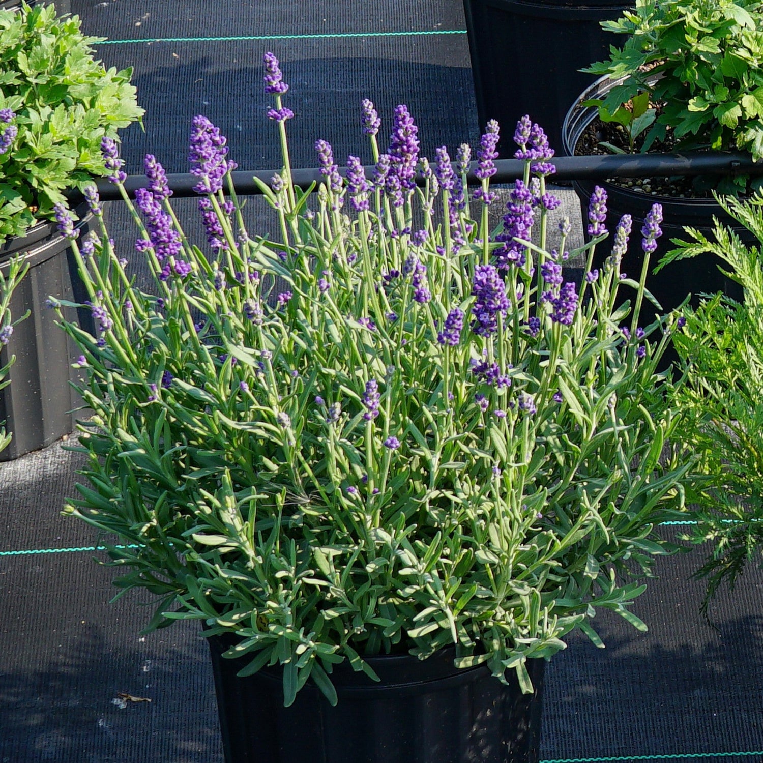 Lavandula angustifolia 'Annet' ~ Annet Lavender