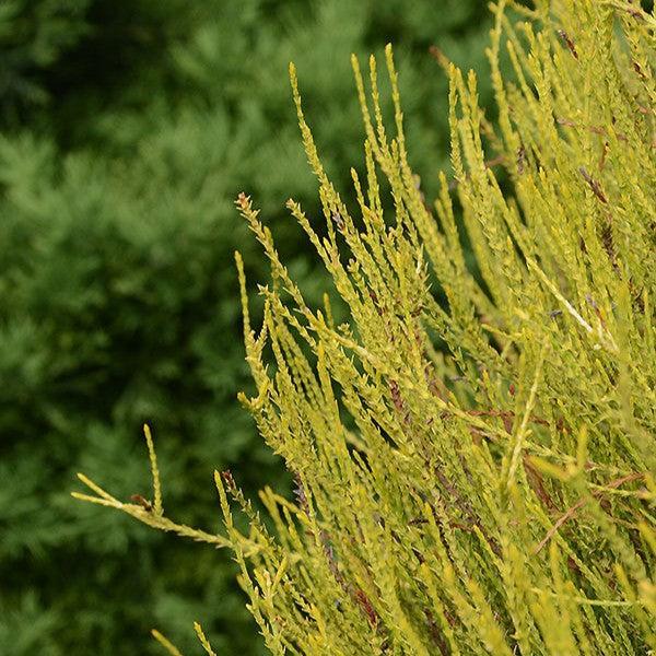 Thuja orientalis ‘Franky Boy' ~ Franky Boy Oriental Arborvitae