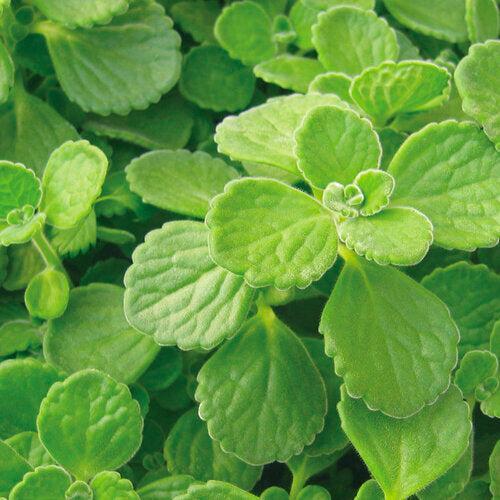 Plectranthus 'Cerveza 'n Lime' ~ PW® Cerveza 'n Lime® Plectranthus