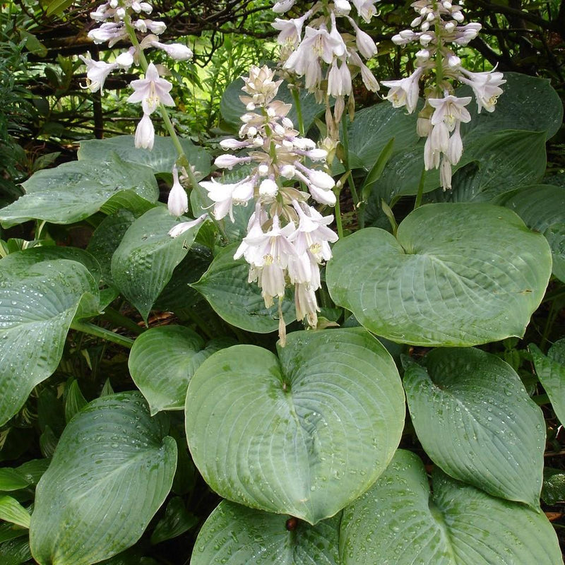 Hosta sieboldiana 'Elegans' ~ Elegans Hosta