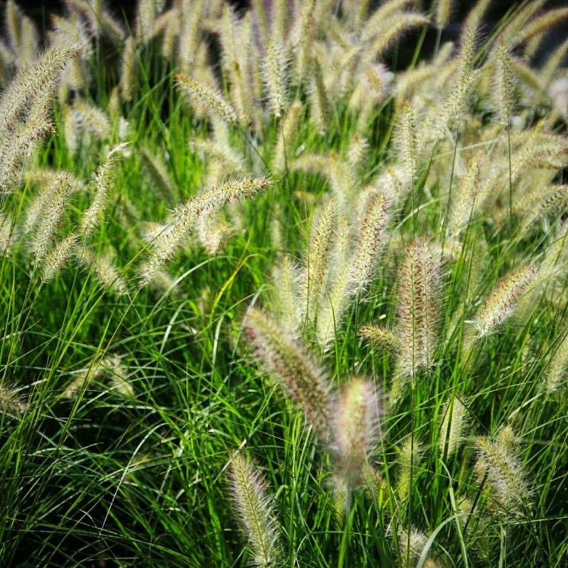 Pennisetum alopecuroides 'Hameln ~ Hameln Fountain Grass