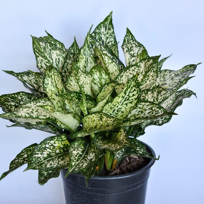 Aglaonema 'Spring Snow' ~ Spring Snow Chinese Evergreen