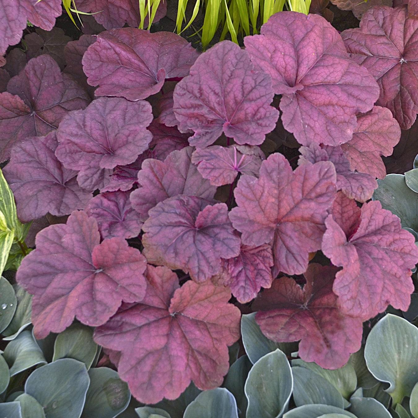 Heuchera 'Lava Lamp' ~ Lava Lamp Coral Bells