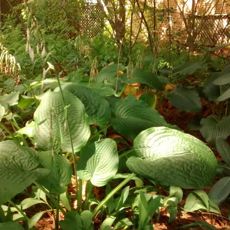 Hosta 'Blue Umbrellas' ~ Blue Umbrellas Hosta