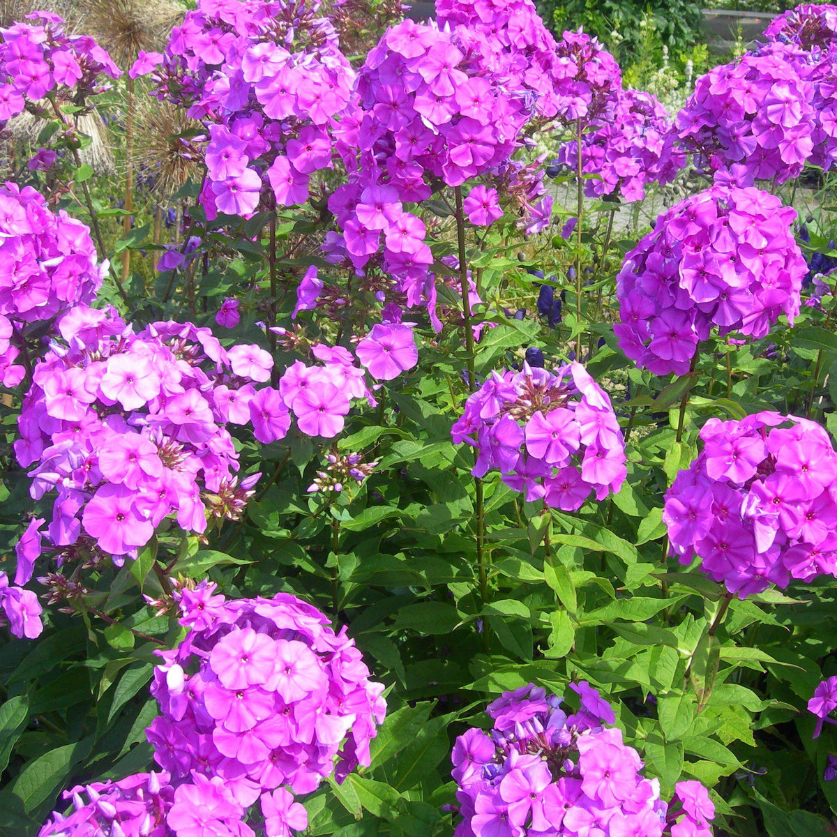 Phlox paniculata ~ Garden Phlox