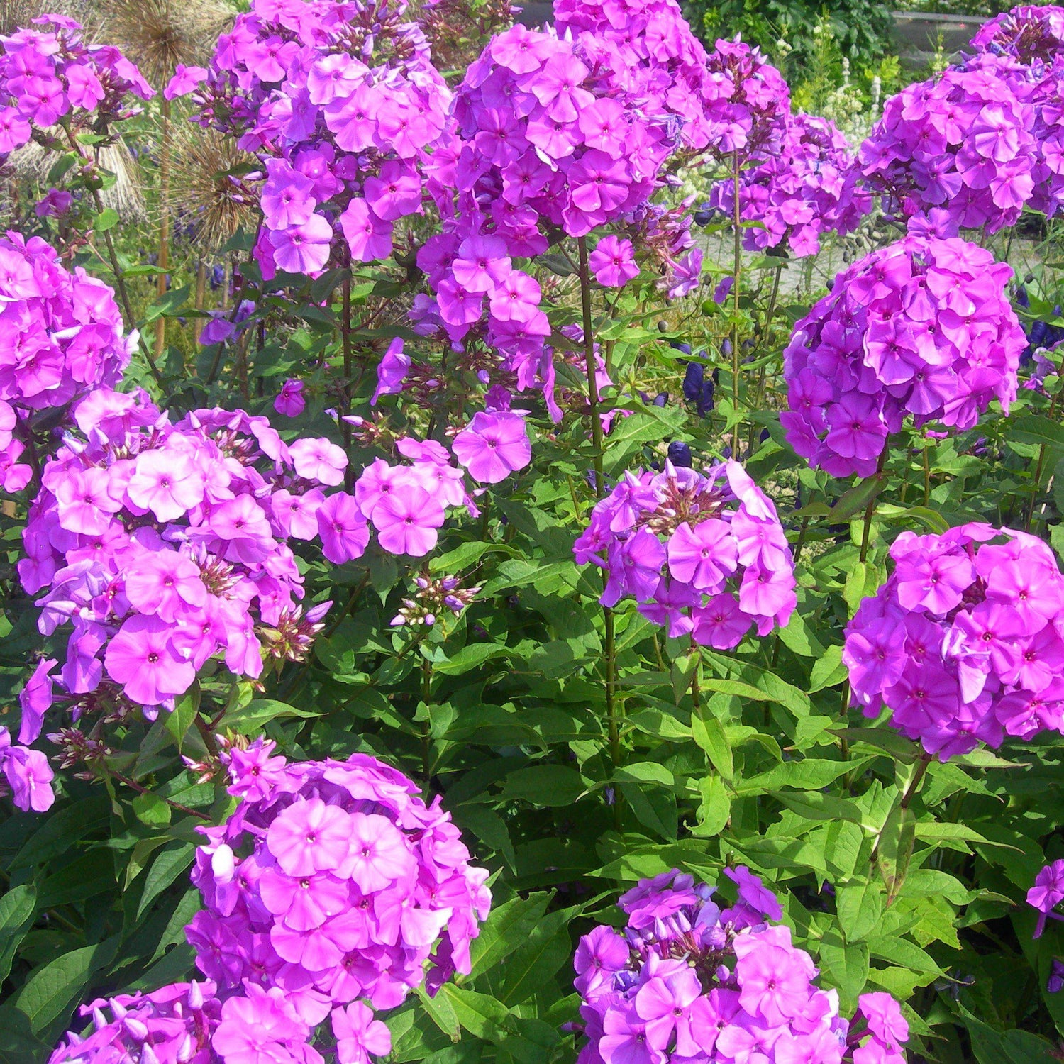 Phlox paniculata ~ Garden Phlox