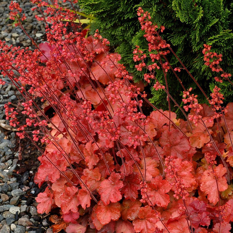 Heuchera 'Cherry Cola' ~ Cherry Cola Coral Bells