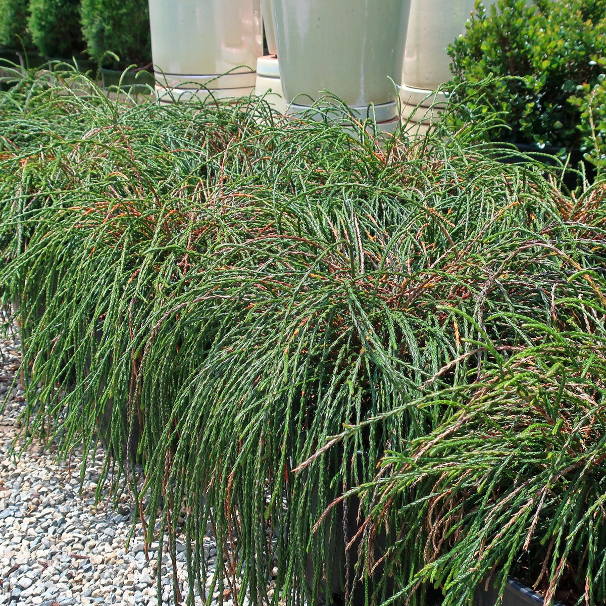 Thuja plicata 'Whipcord' ~ Whipcord Red Cedar