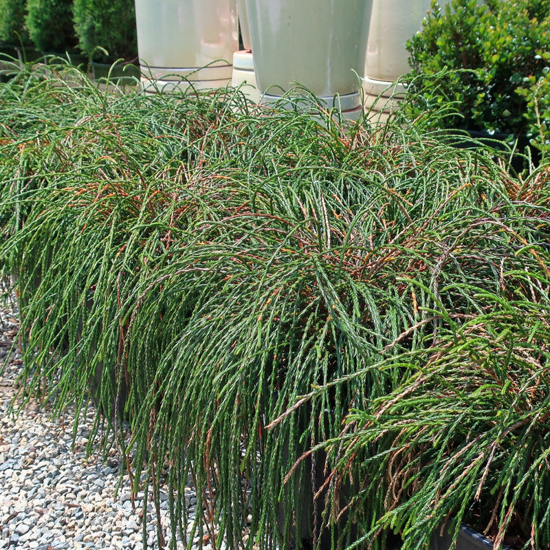 Thuja plicata 'Whipcord' ~ Whipcord Red Cedar