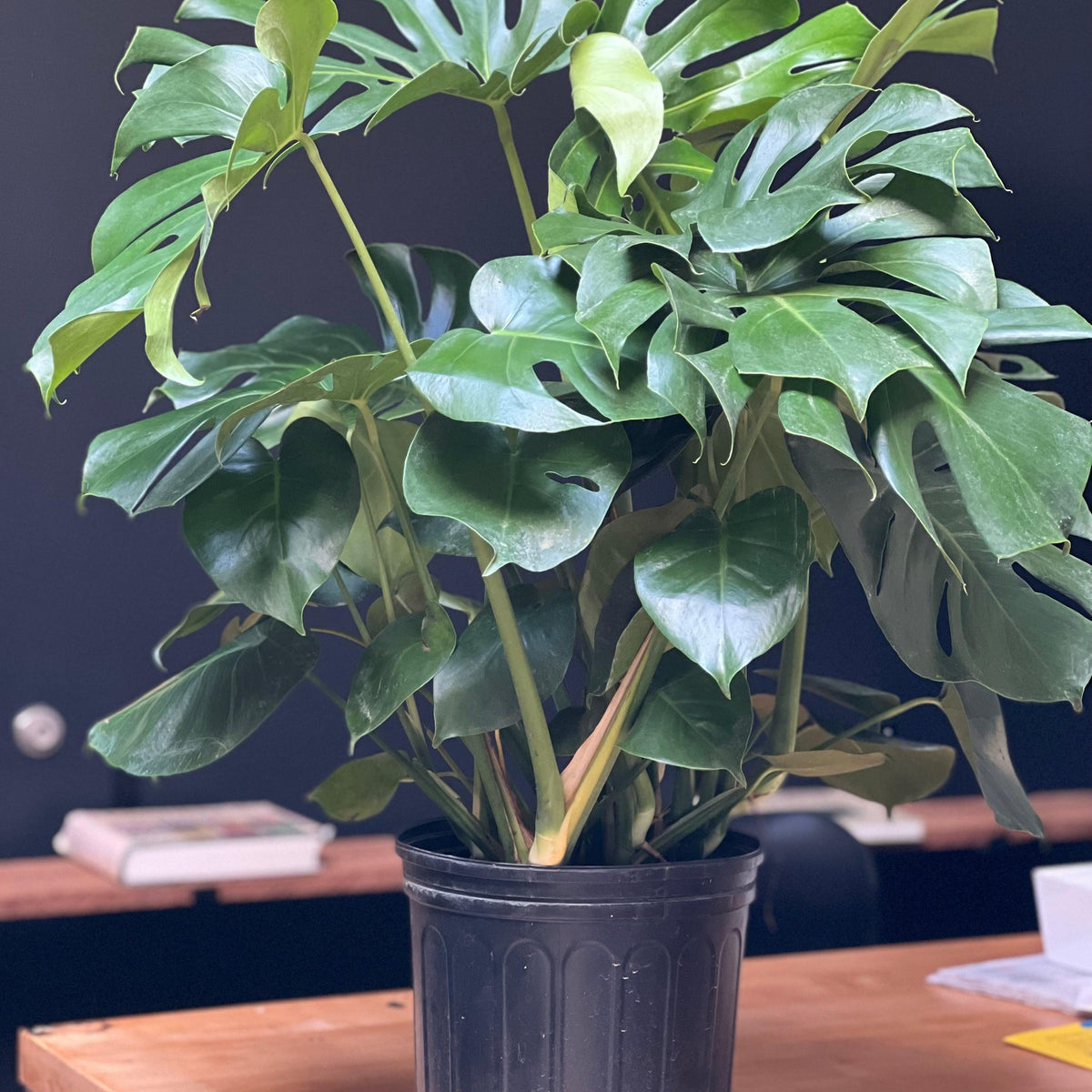 'Monstera deliciosa' ~ Monstera Deliciosa Philodendron