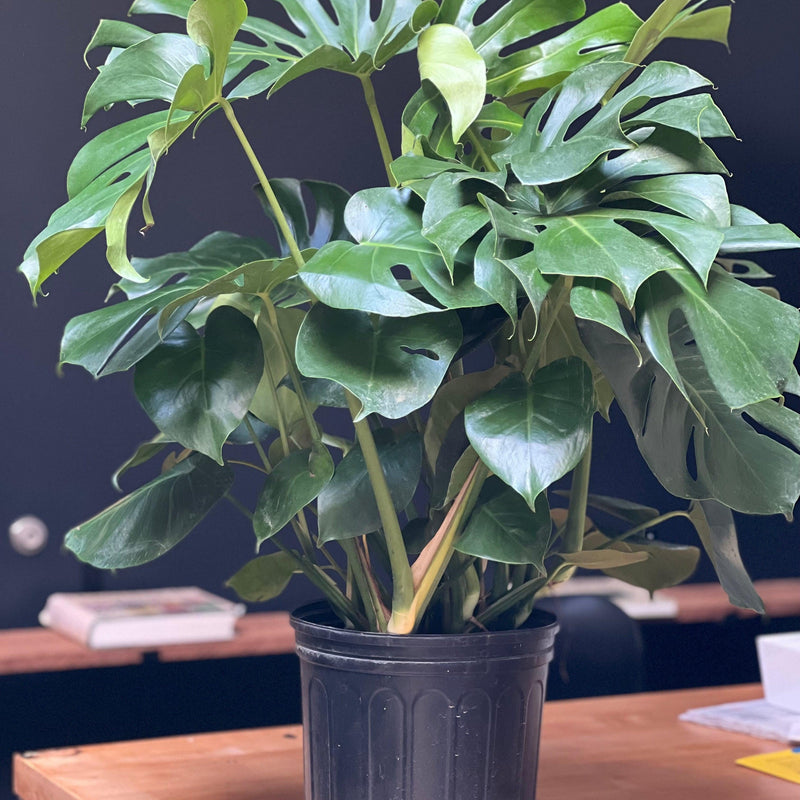 'Monstera deliciosa' ~ Monstera Deliciosa Philodendron